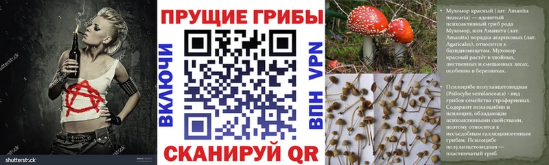Галлюциногенные грибы Psilocybine cubensis  Могоча 